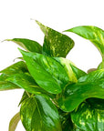 Golden Pothos - Green Fresh Florals + Plants