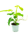 Golden Violin Aurea Philodendron - Green Fresh Florals + Plants