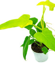 Golden Violin Aurea Philodendron - Green Fresh Florals + Plants