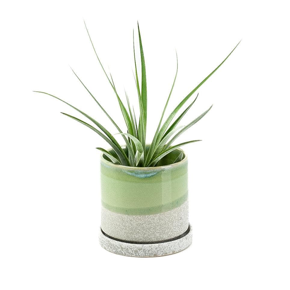 Green Cement Minute Pot - Green Fresh Florals + Plants