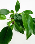 Green Congo Philodendron - Green Fresh Florals + Plants
