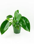Green Congo Philodendron - Green Fresh Florals + Plants