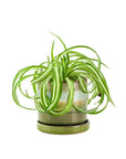 Green Layers Minute Pot - Green Fresh Florals + Plants