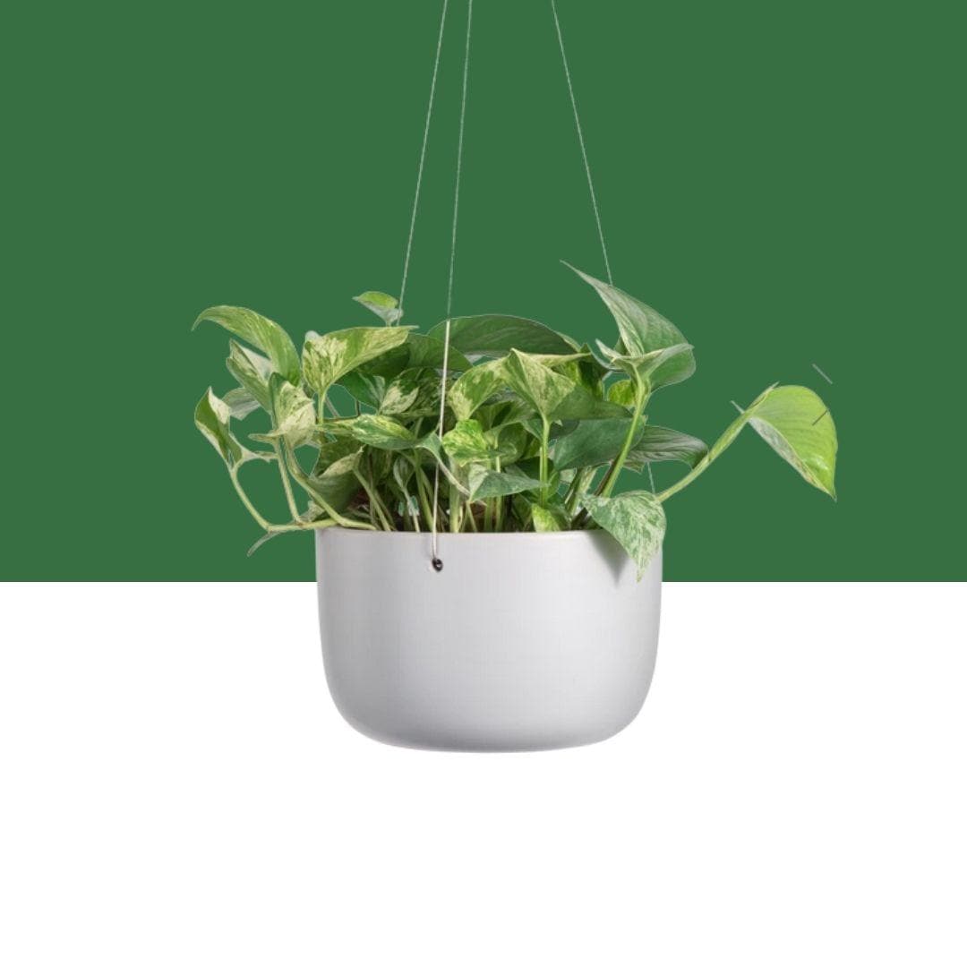 Hanging 6&quot; Ceramic Planter - Green Fresh Florals + Plants