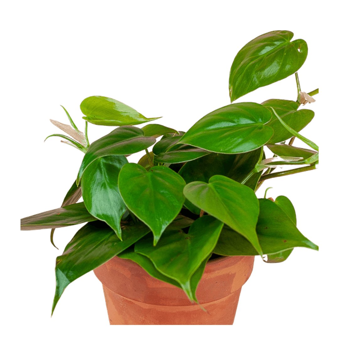 Heart Leaf Philodendron - Green Fresh Florals + Plants