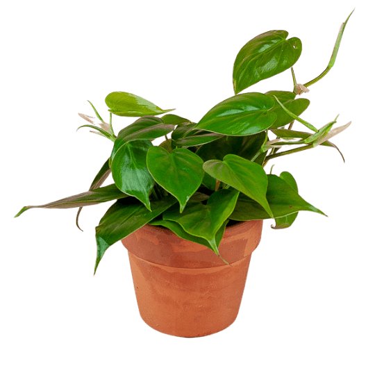 Heart Leaf Philodendron - Green Fresh Florals + Plants