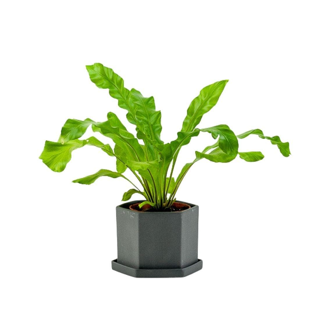 Hexi Pot + Saucer - Green Fresh Florals + Plants