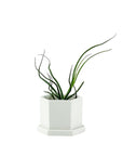 Hexi Pot + Saucer - Green Fresh Florals + Plants