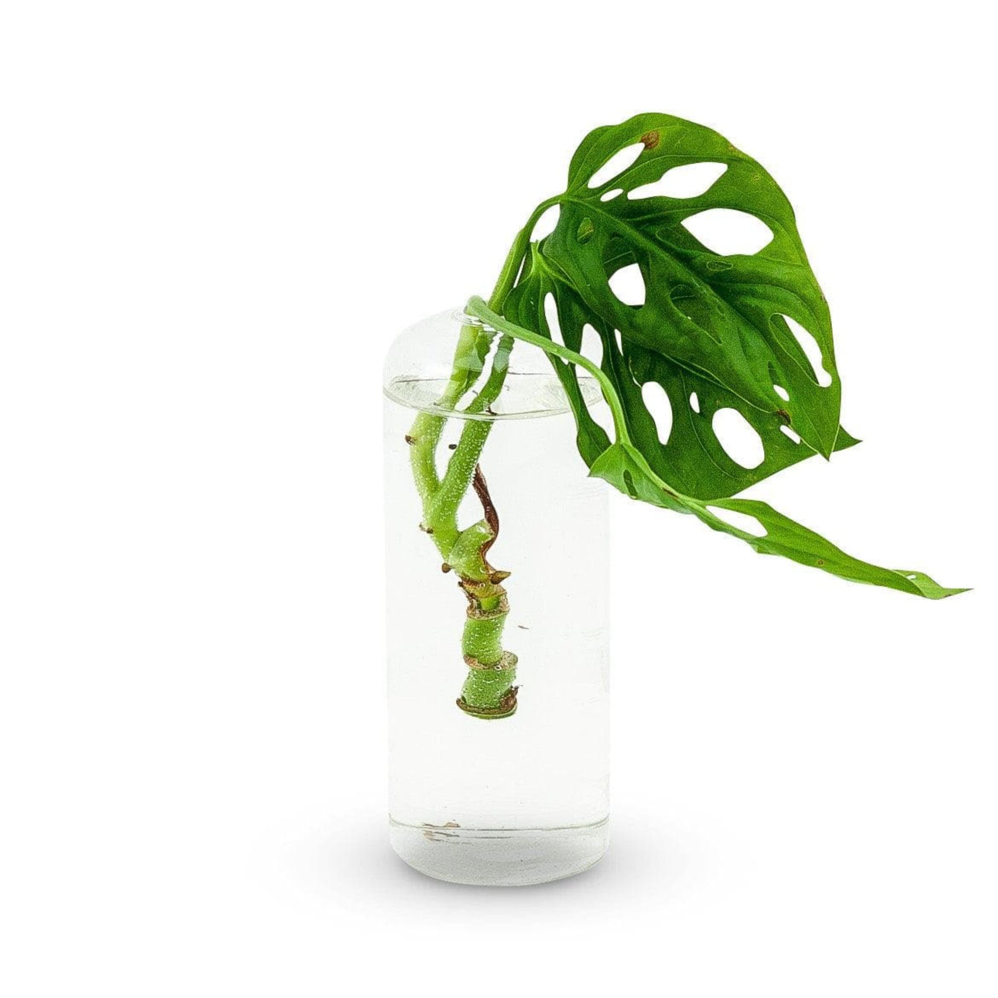 Highball Propagation Vase - Green Fresh Florals + Plants