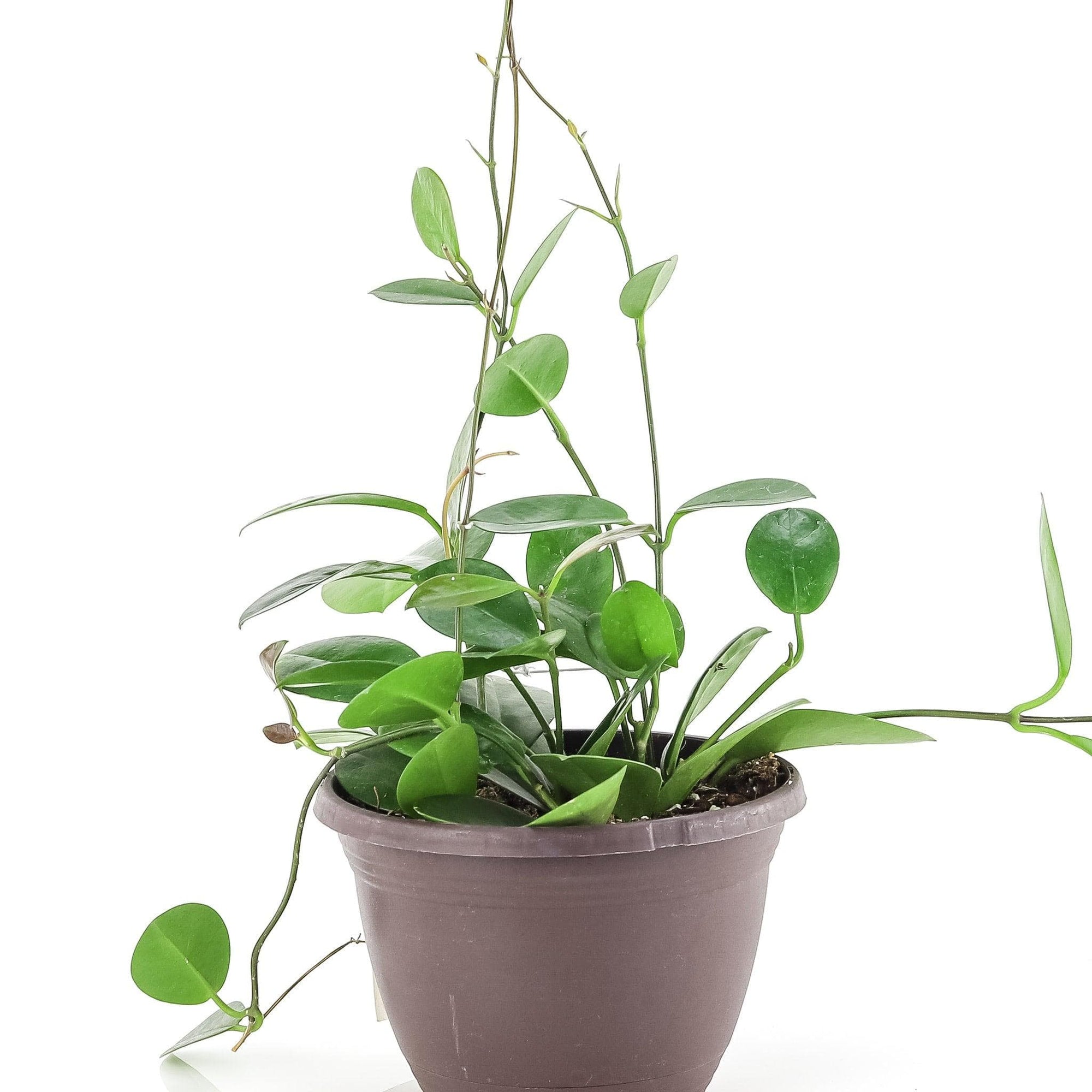 Hoya Australis - Green Fresh Florals + Plants