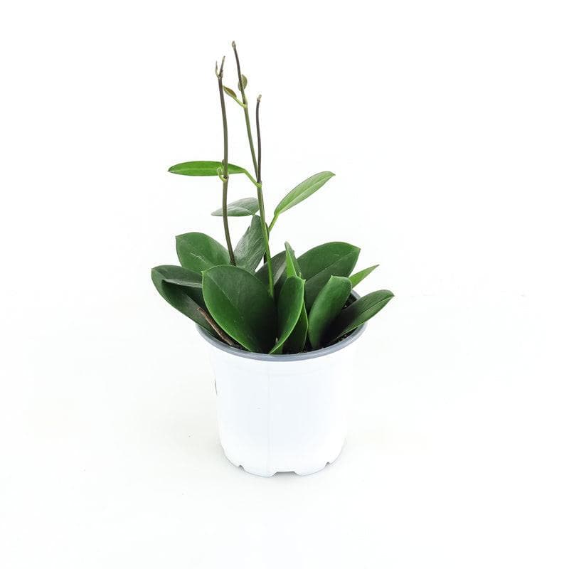 Hoya Australis - Green Fresh Florals + Plants