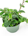 Hoya Carnosa - Green Fresh Florals + Plants