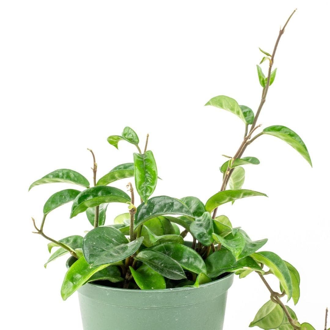 Hoya Carnosa - Green Fresh Florals + Plants