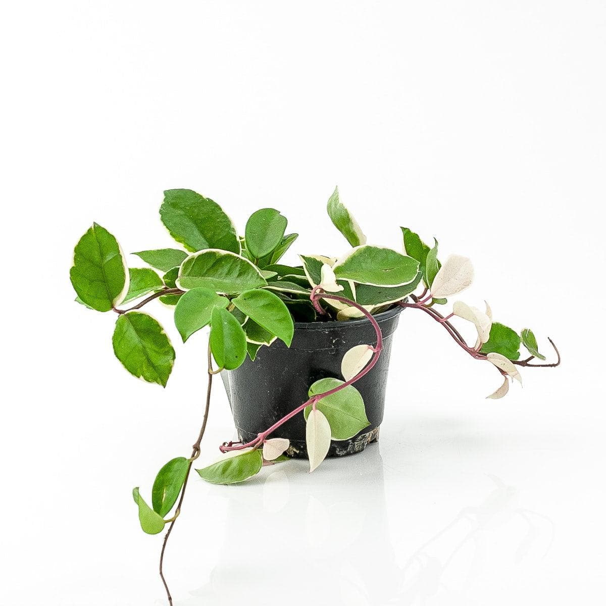 Hoya Carnosa Tricolor - Green Fresh Florals + Plants