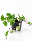 Hoya Carnosa Tricolor - Green Fresh Florals + Plants