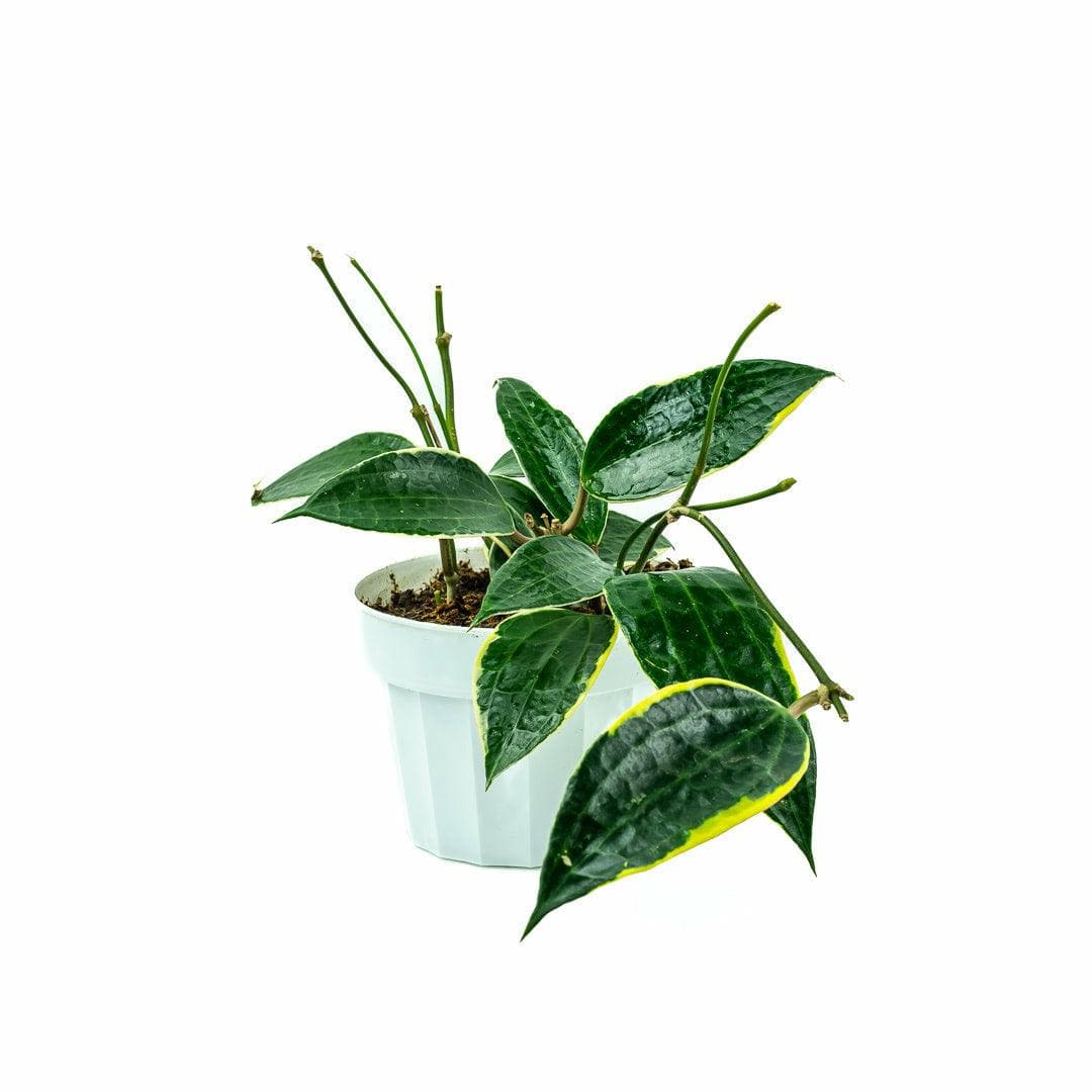 Hoya Macrophylla - Green Fresh Florals + Plants