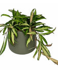 Hoya Wayetii - Green Fresh Florals + Plants