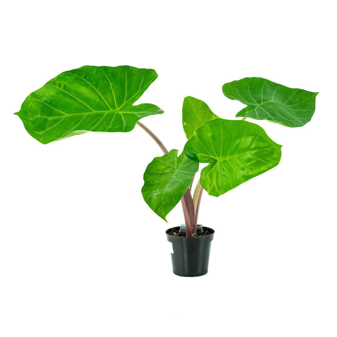 Imperial Red Alocasia - Green Fresh Florals + Plants