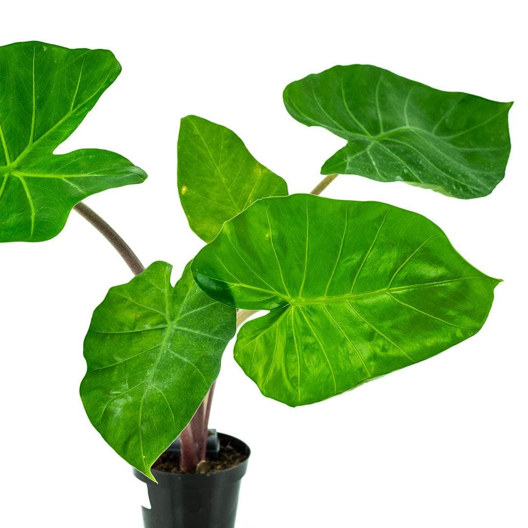 Imperial Red Alocasia - Green Fresh Florals + Plants