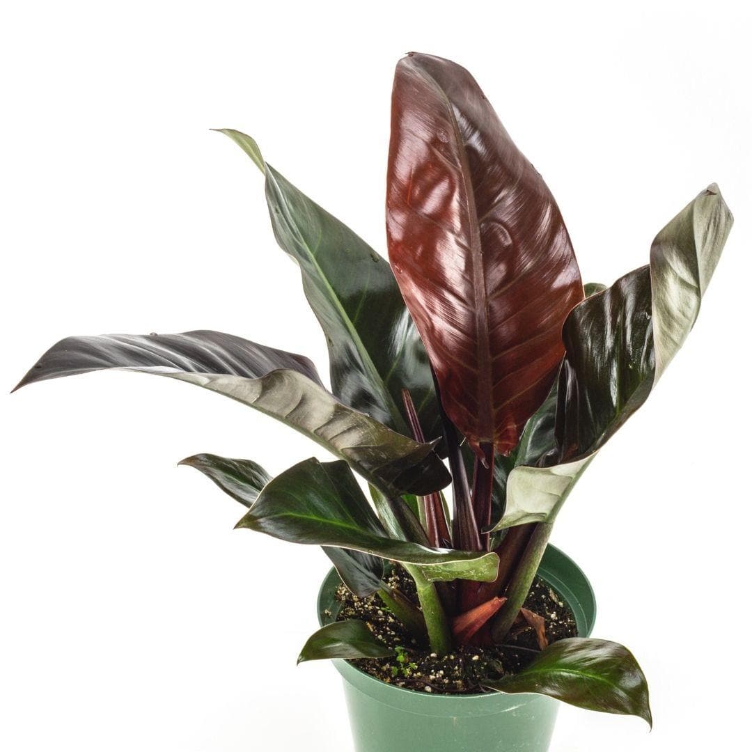 Imperial Red Philodendron - Green Fresh Florals + Plants