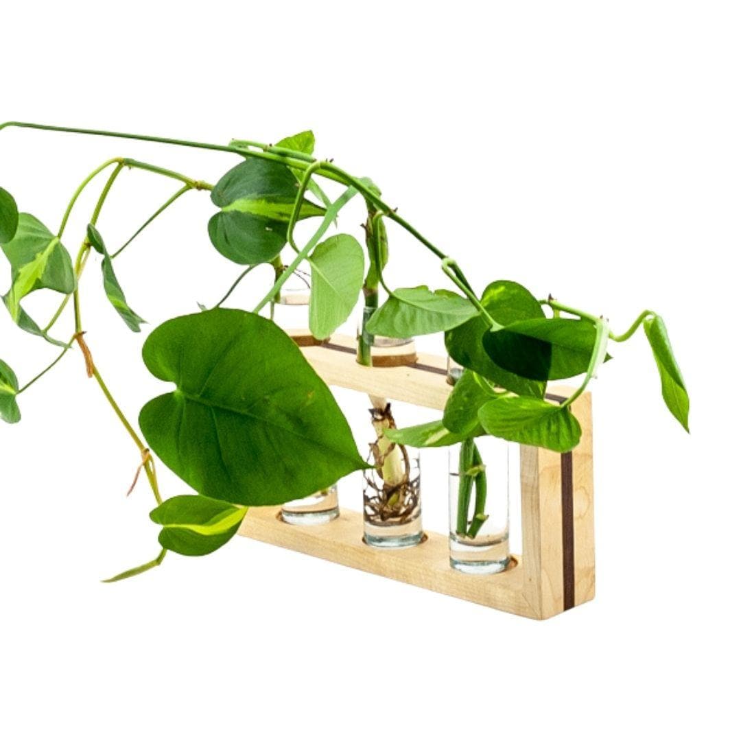 Inlaid Wood Propagation Frames - Green Fresh Florals + Plants