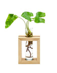 Inlaid Wood Propagation Frames - Green Fresh Florals + Plants