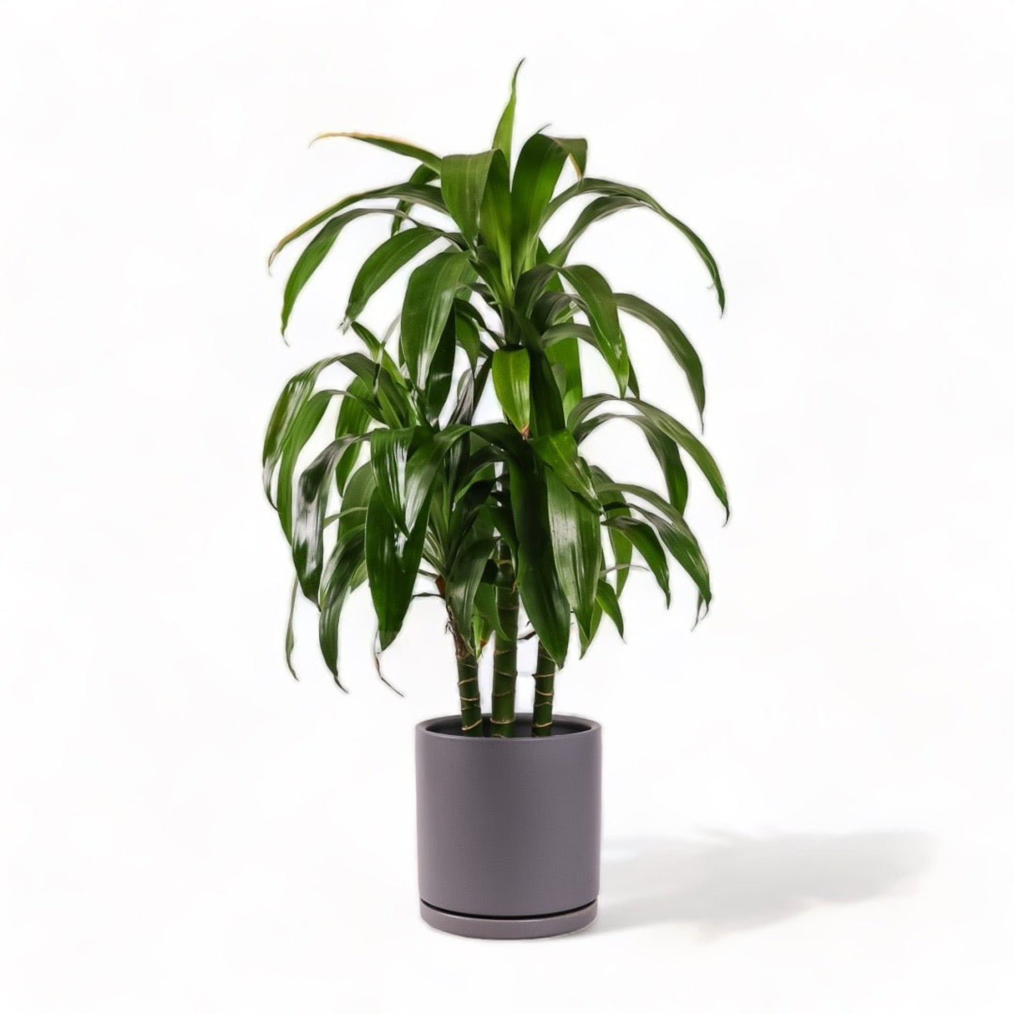 Large Gemstone Potted Dracaena - Green Fresh Florals + Plants