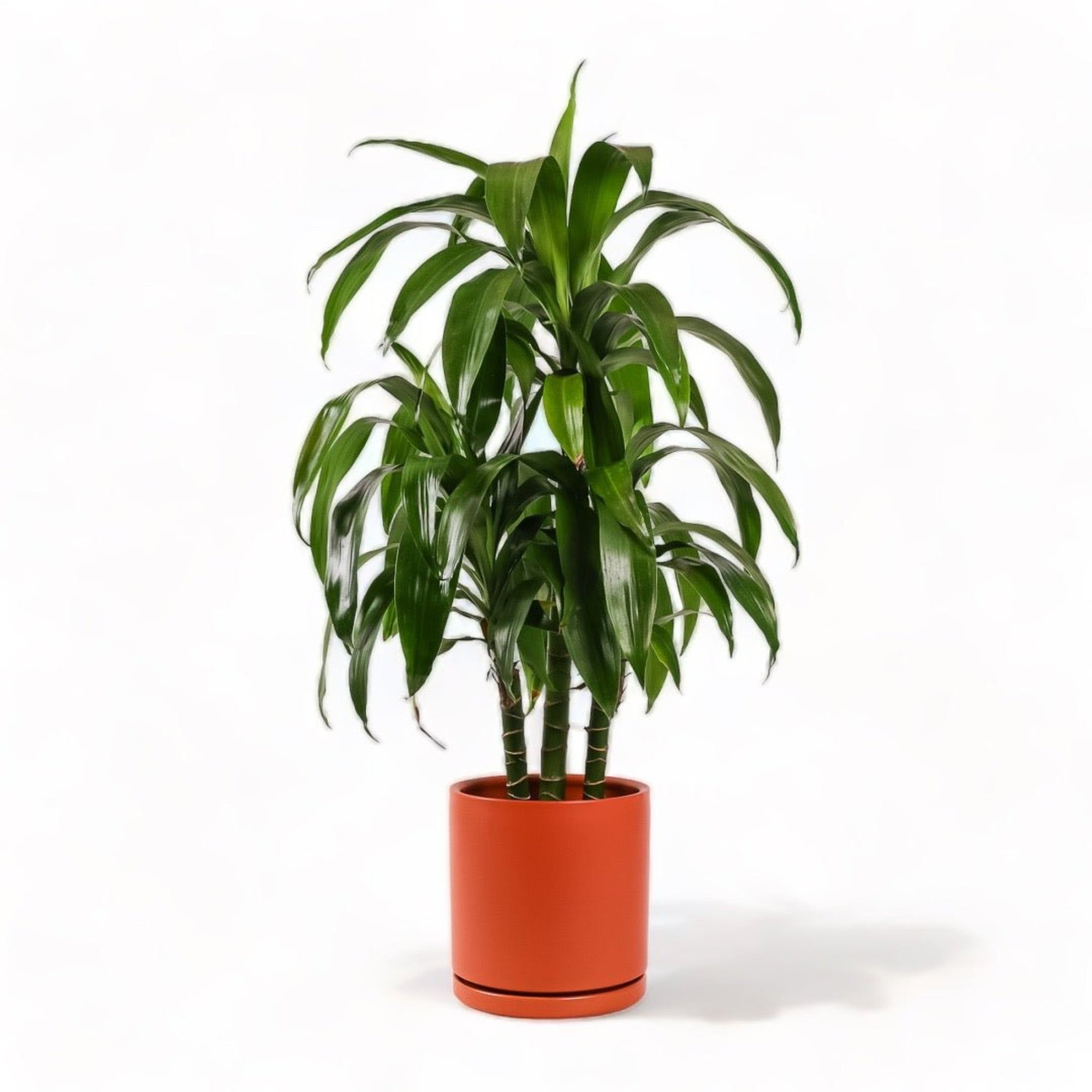 Large Gemstone Potted Dracaena - Green Fresh Florals + Plants