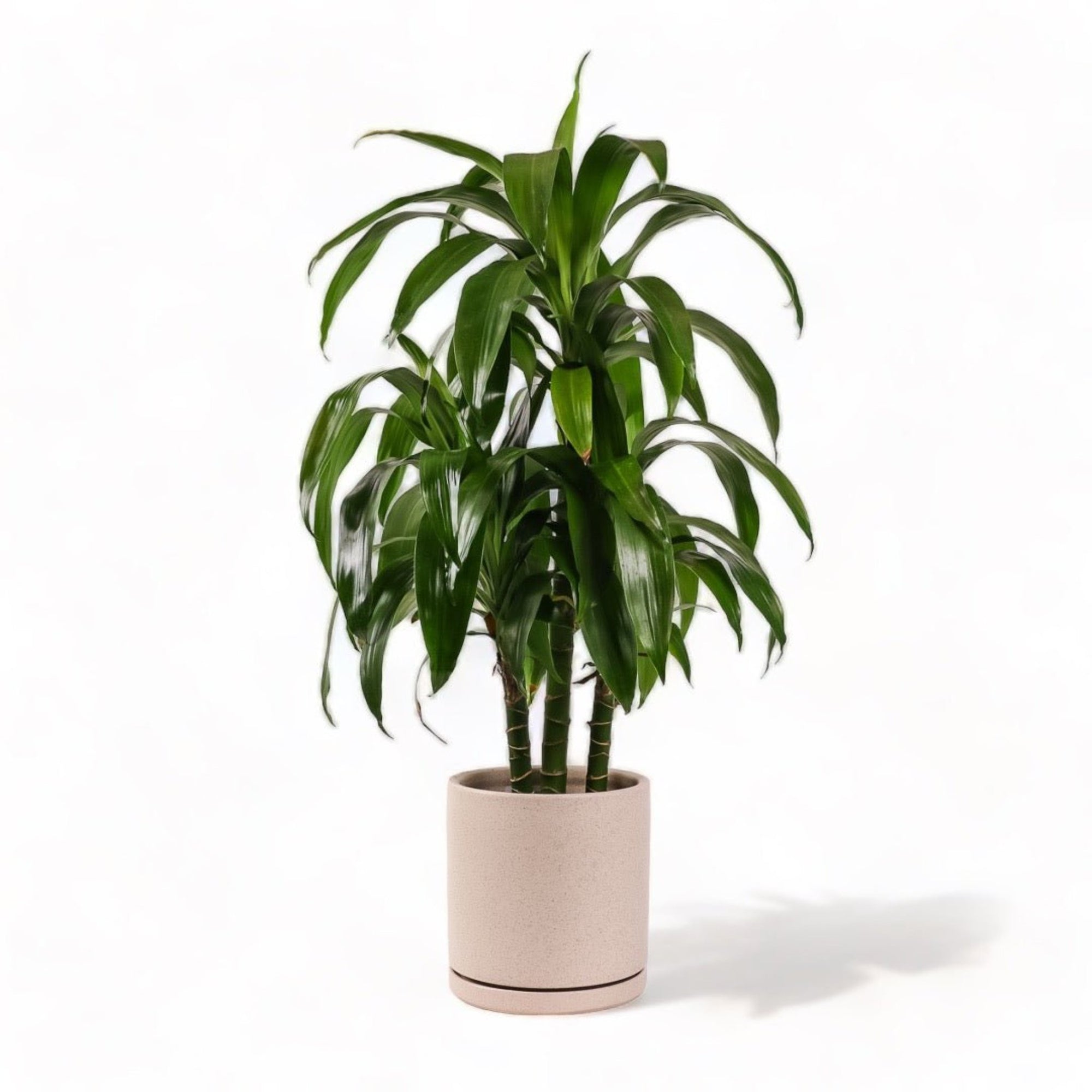 Large Gemstone Potted Dracaena - Green Fresh Florals + Plants