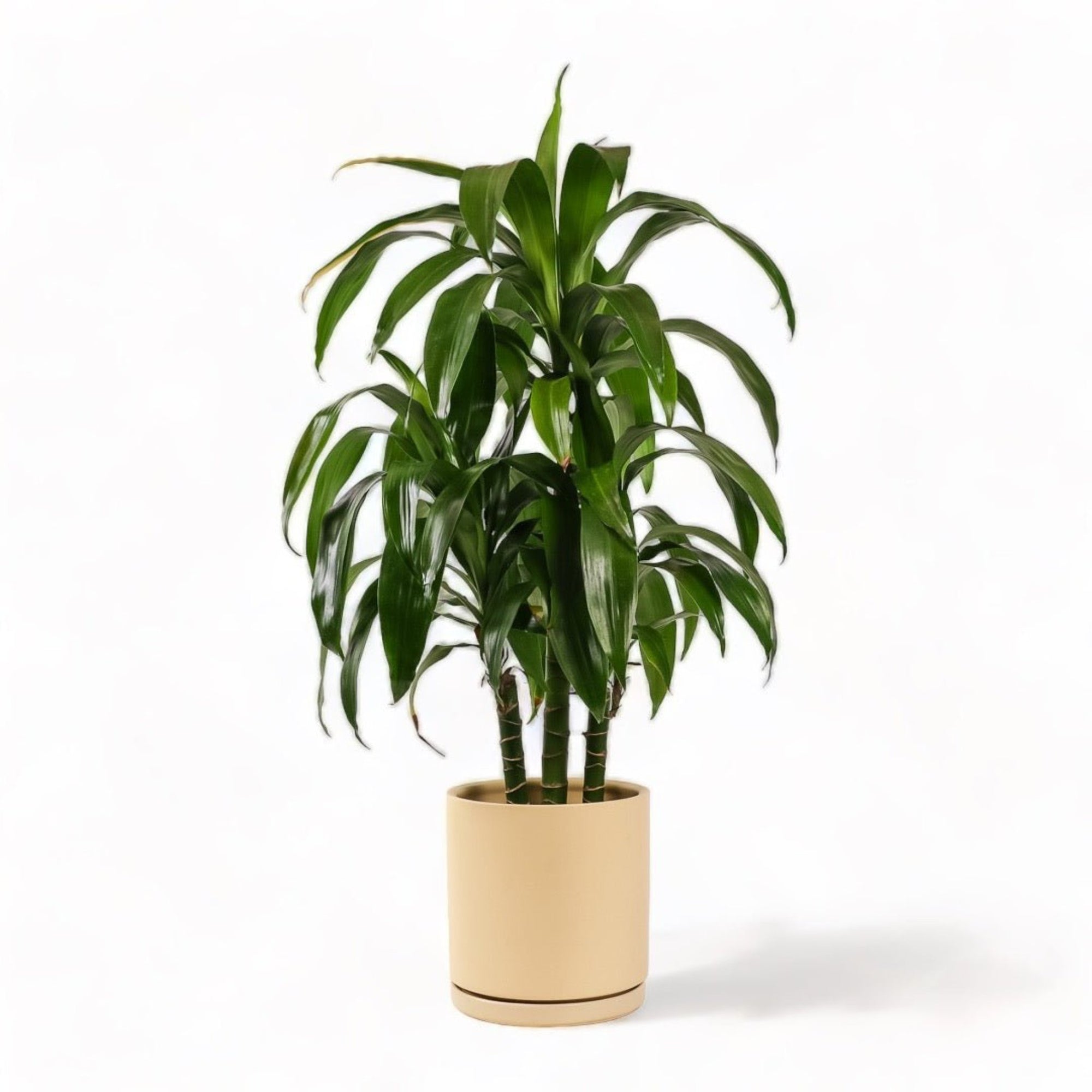 Large Gemstone Potted Dracaena - Green Fresh Florals + Plants