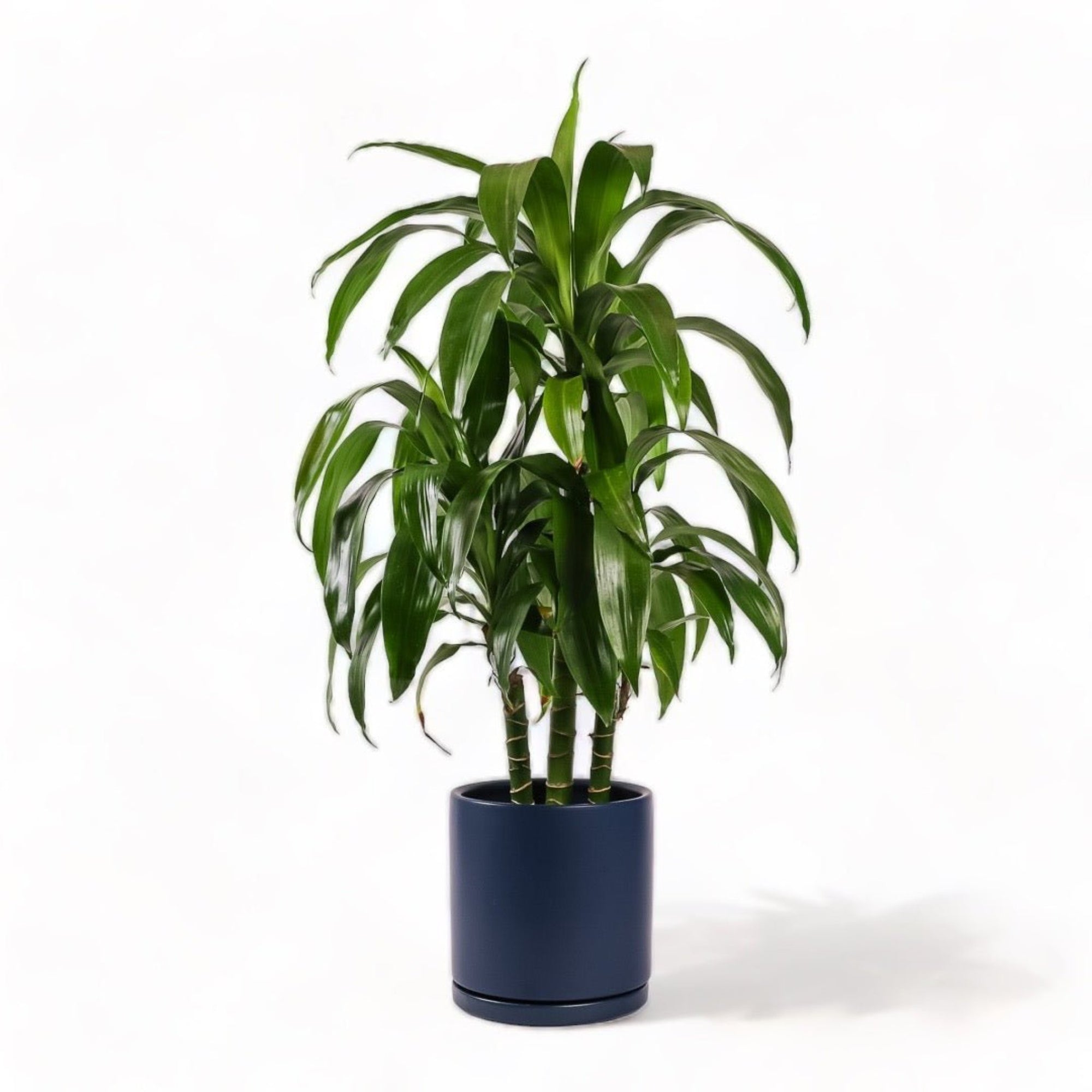 Large Gemstone Potted Dracaena - Green Fresh Florals + Plants