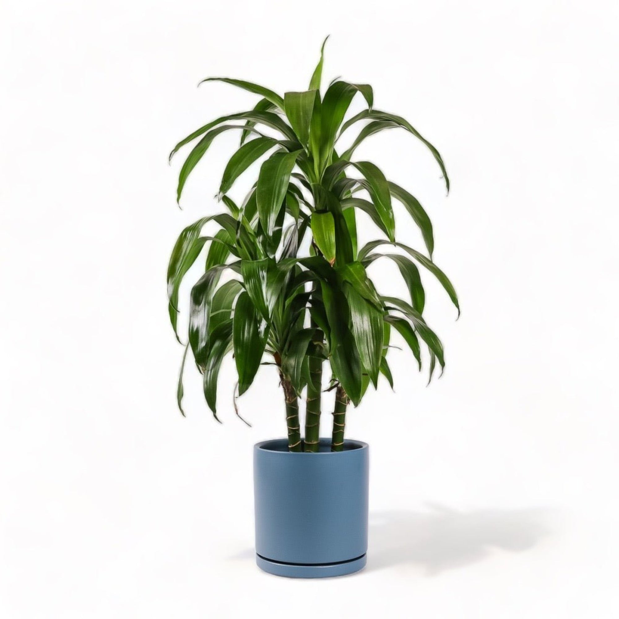 Large Gemstone Potted Dracaena - Green Fresh Florals + Plants