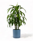 Large Gemstone Potted Dracaena - Green Fresh Florals + Plants