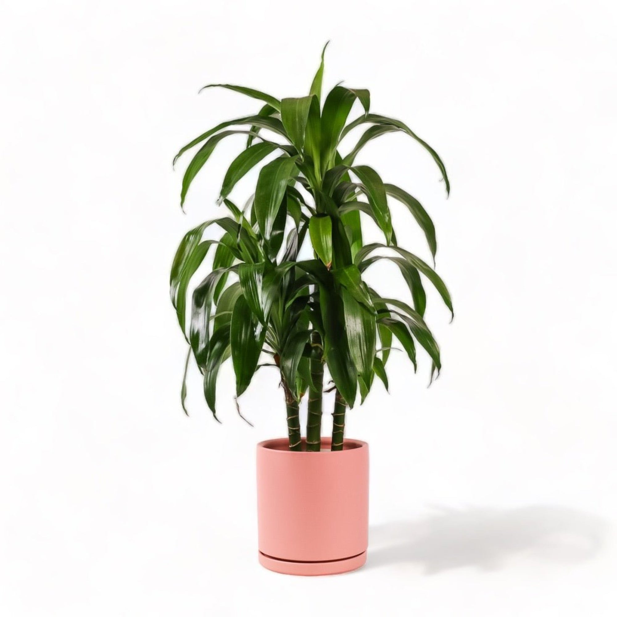 Large Gemstone Potted Dracaena - Green Fresh Florals + Plants