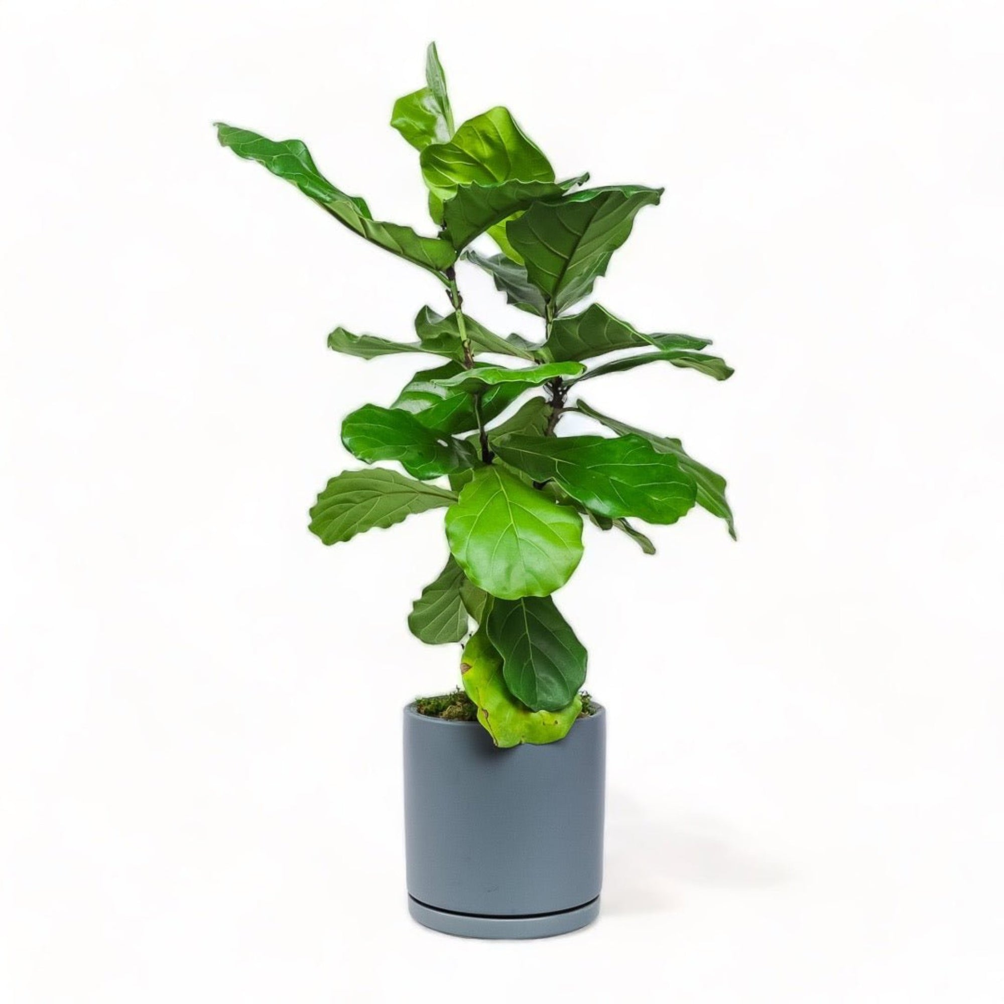 Large Gemstone Potted Fiddle Leaf Fig - Green Fresh Florals + Plants