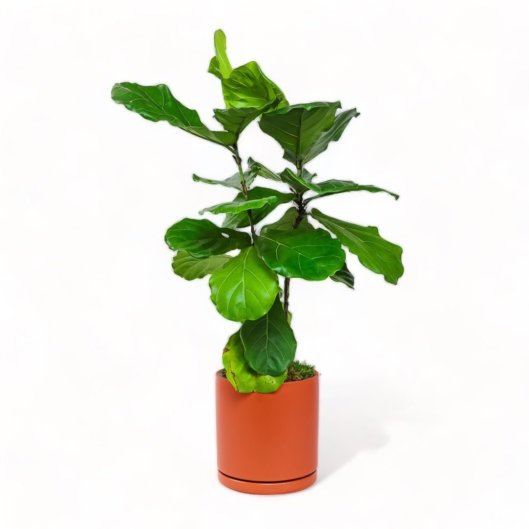 Large Gemstone Potted Fiddle Leaf Fig - Green Fresh Florals + Plants