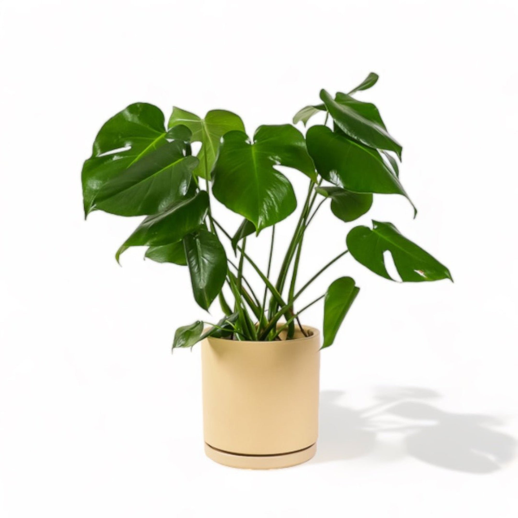 Large Gemstone Potted Monstera Deliciosa - Green Fresh Florals + Plants