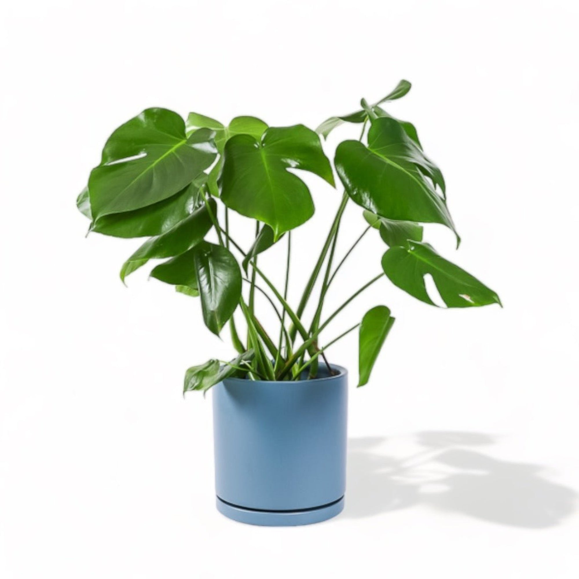 Large Gemstone Potted Monstera Deliciosa - Green Fresh Florals + Plants