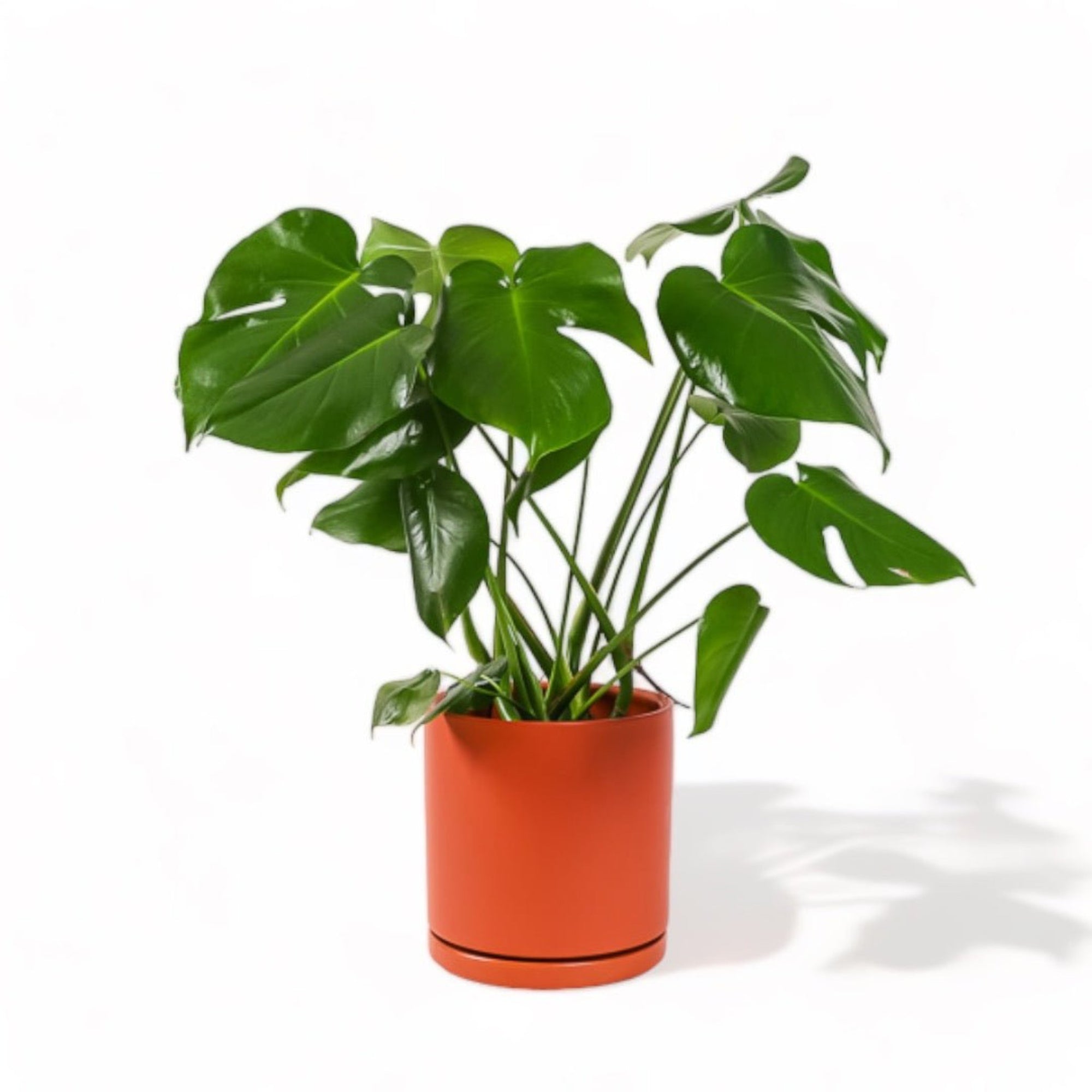 Large Gemstone Potted Monstera Deliciosa - Green Fresh Florals + Plants