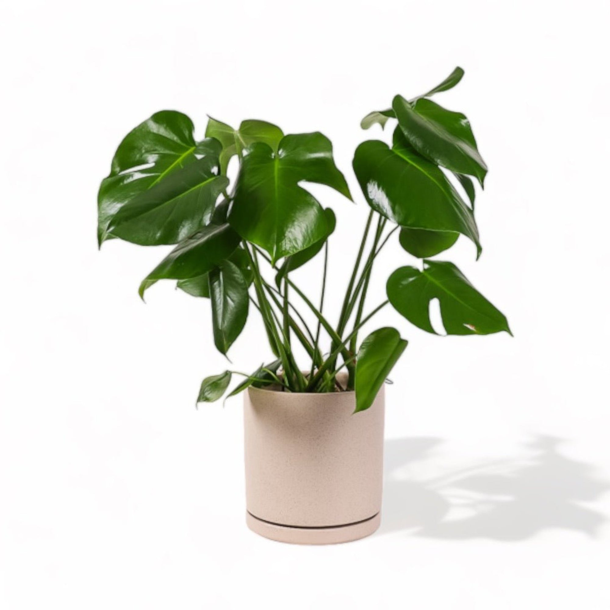 Large Gemstone Potted Monstera Deliciosa - Green Fresh Florals + Plants