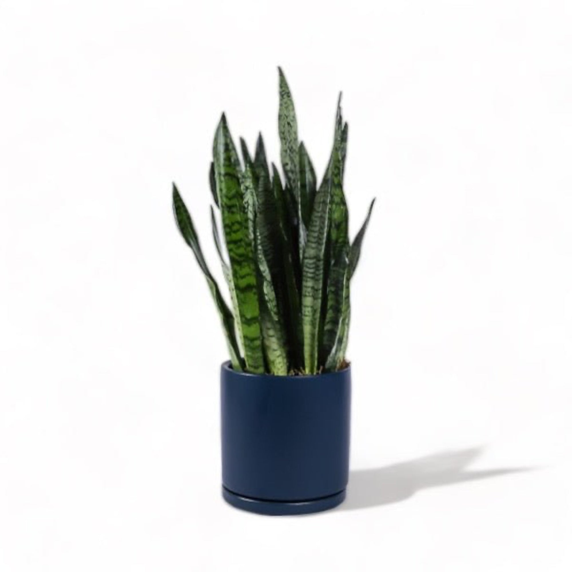 Large Gemstone Potted Snake Plant - Green Fresh Florals + Plants