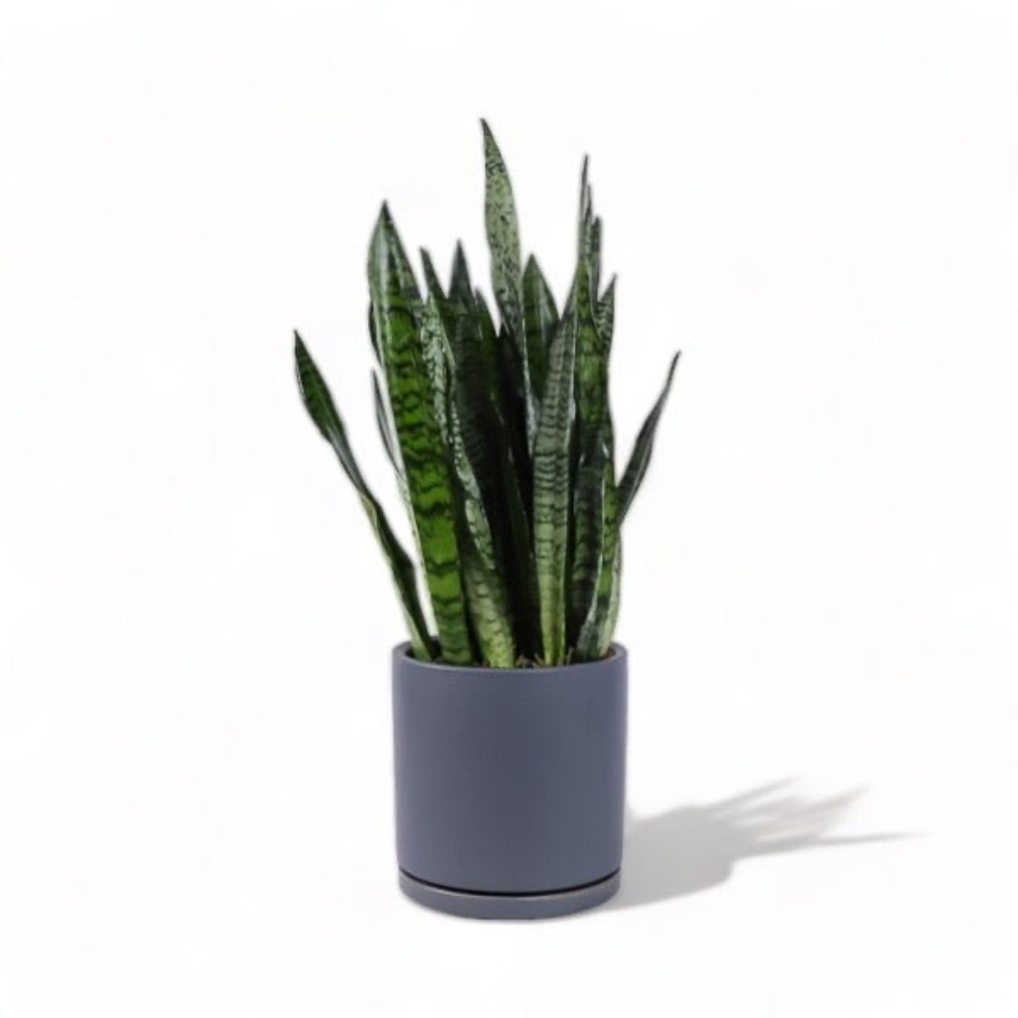 Large Gemstone Potted Snake Plant - Green Fresh Florals + Plants