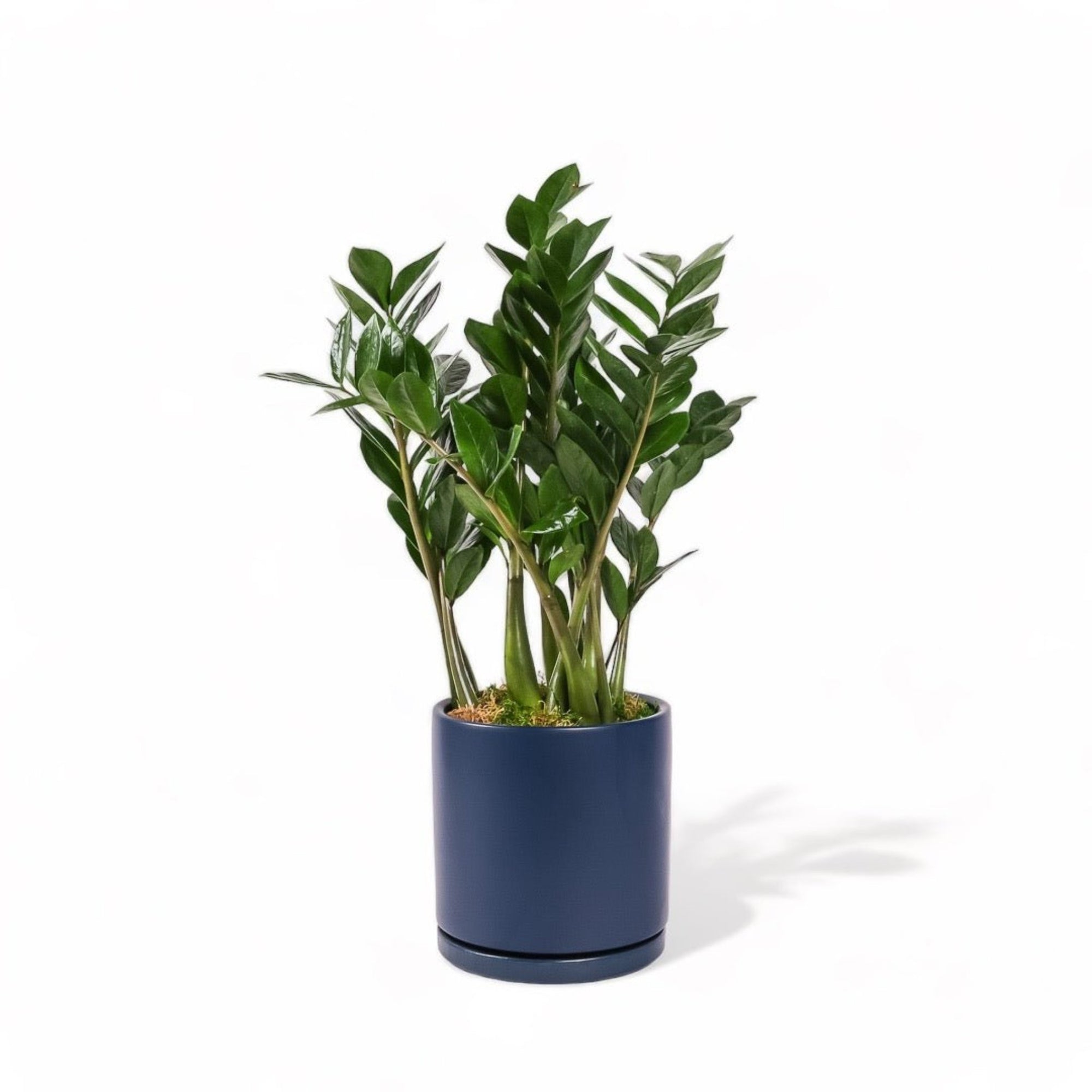 Large Gemstone Potted ZZ Plant - Green Fresh Florals + Plants