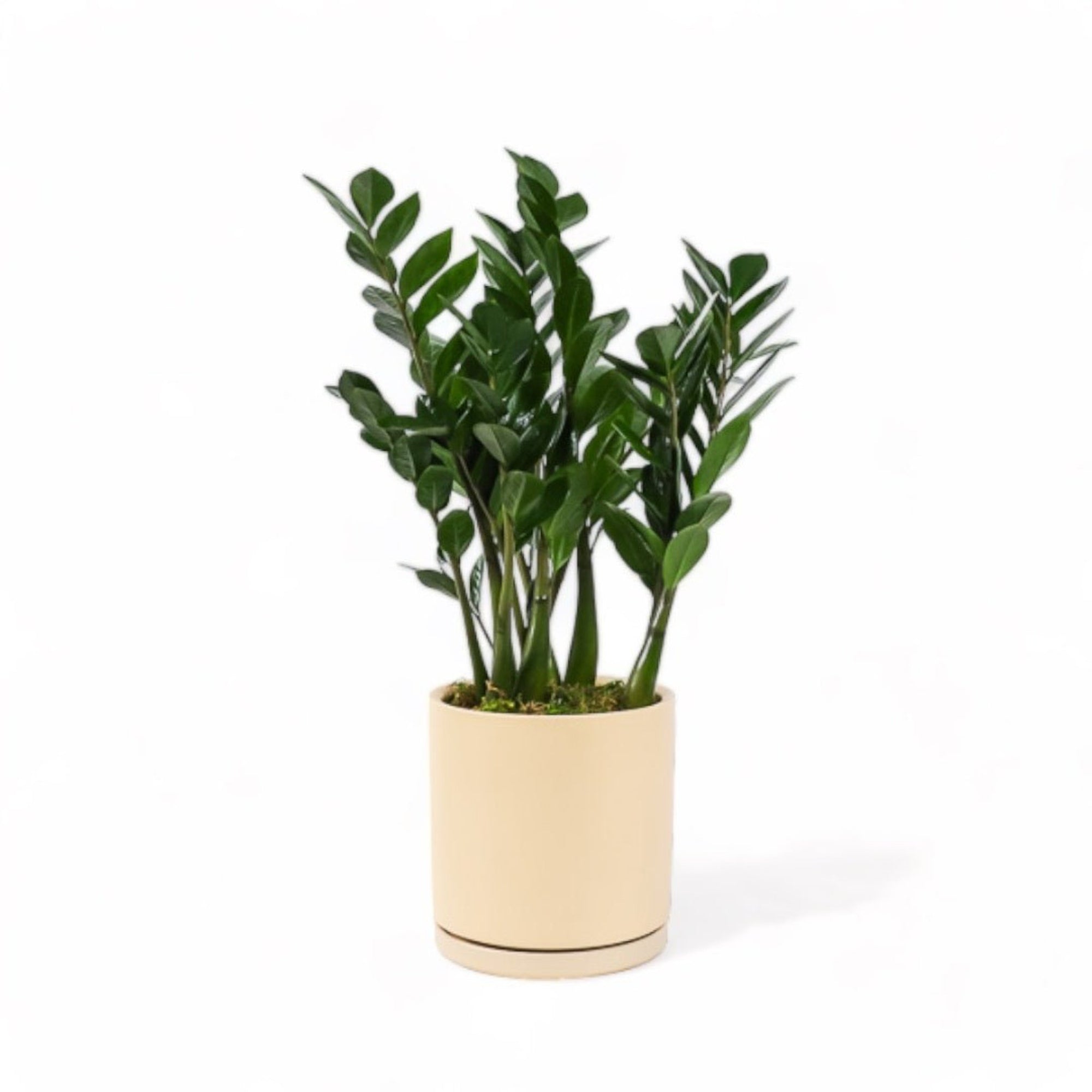 Large Gemstone Potted ZZ Plant - Green Fresh Florals + Plants