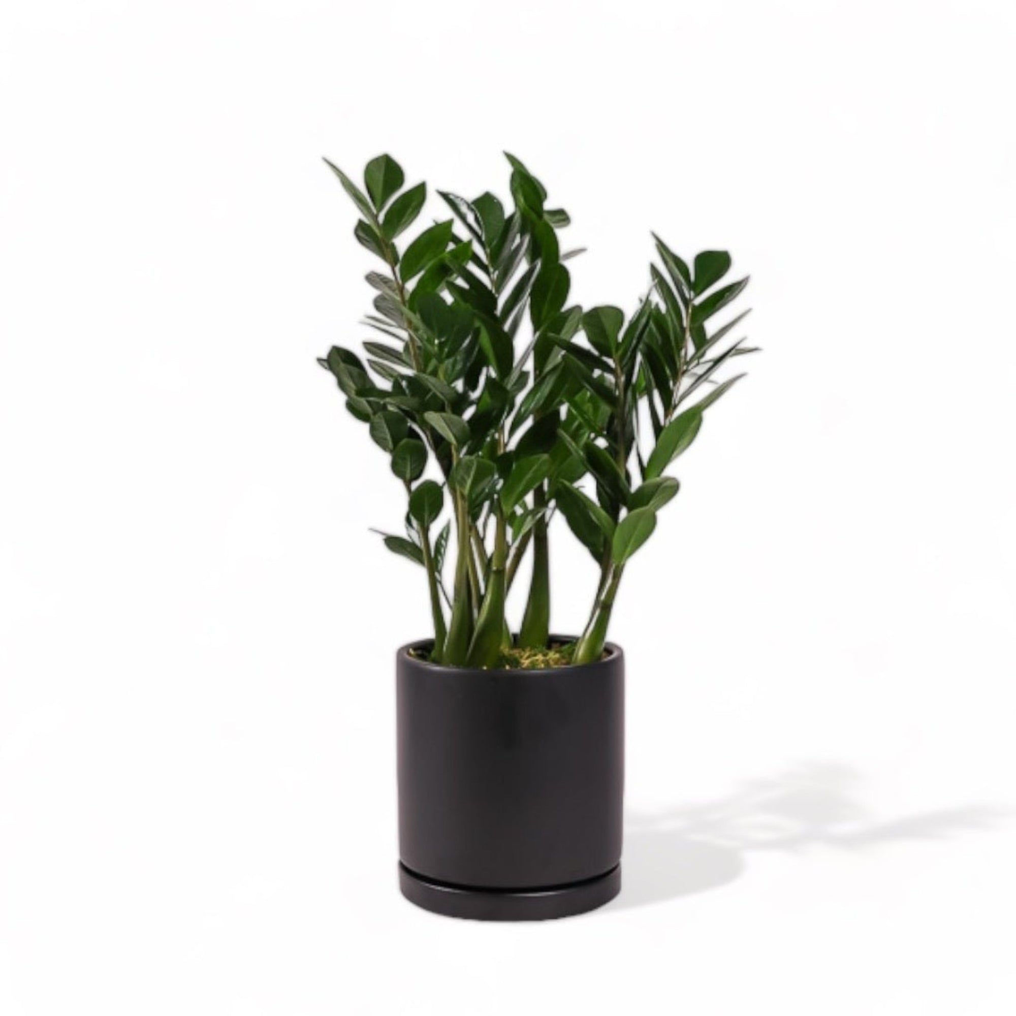 Large Gemstone Potted ZZ Plant - Green Fresh Florals + Plants