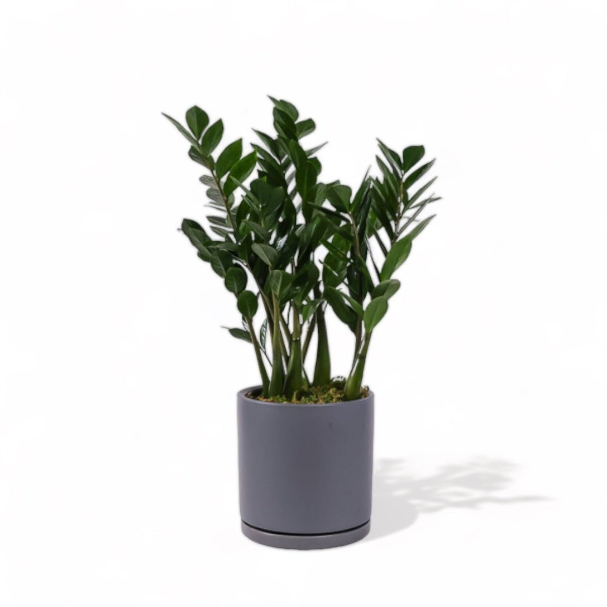 Large Gemstone Potted ZZ Plant - Green Fresh Florals + Plants