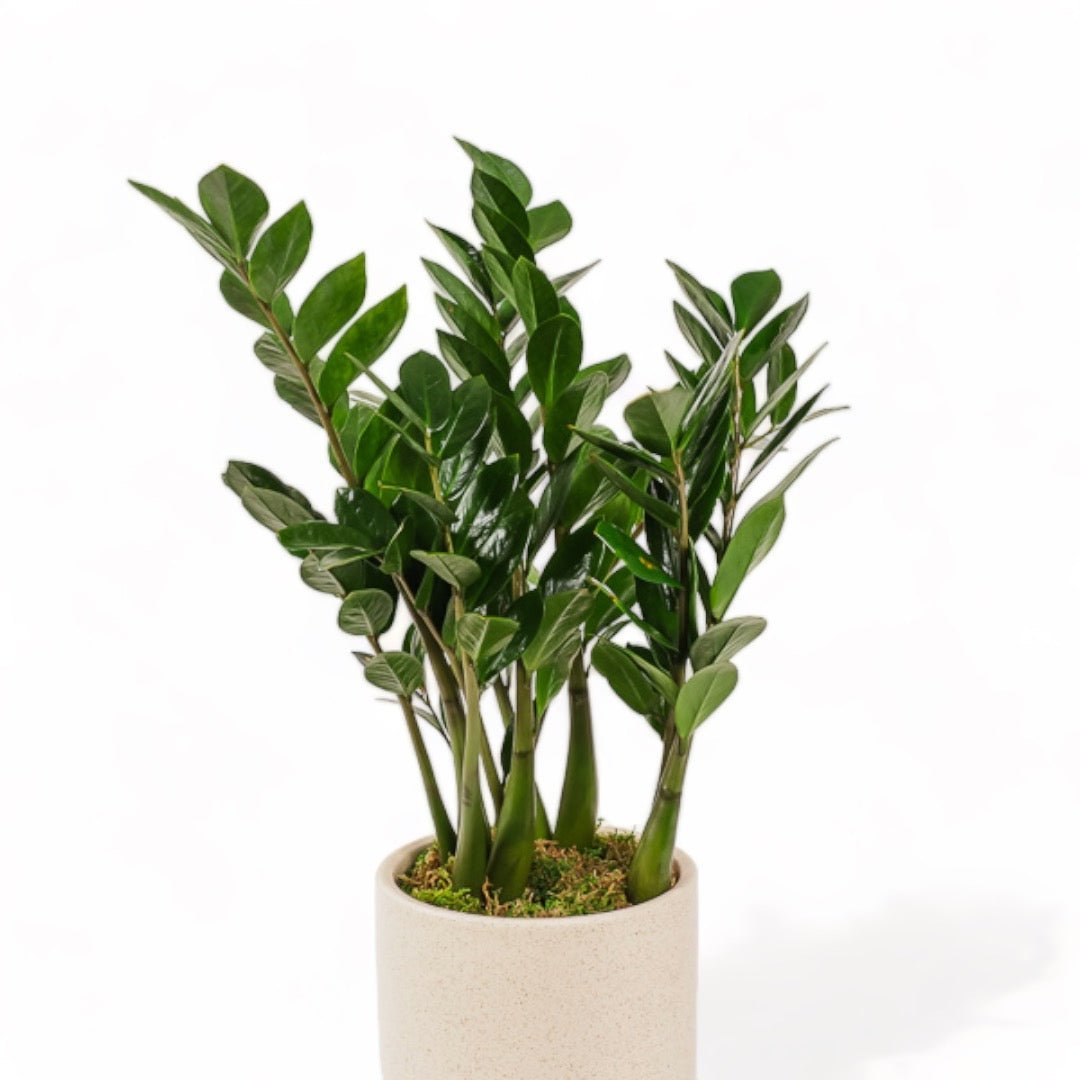 Large Gemstone Potted ZZ Plant - Green Fresh Florals + Plants