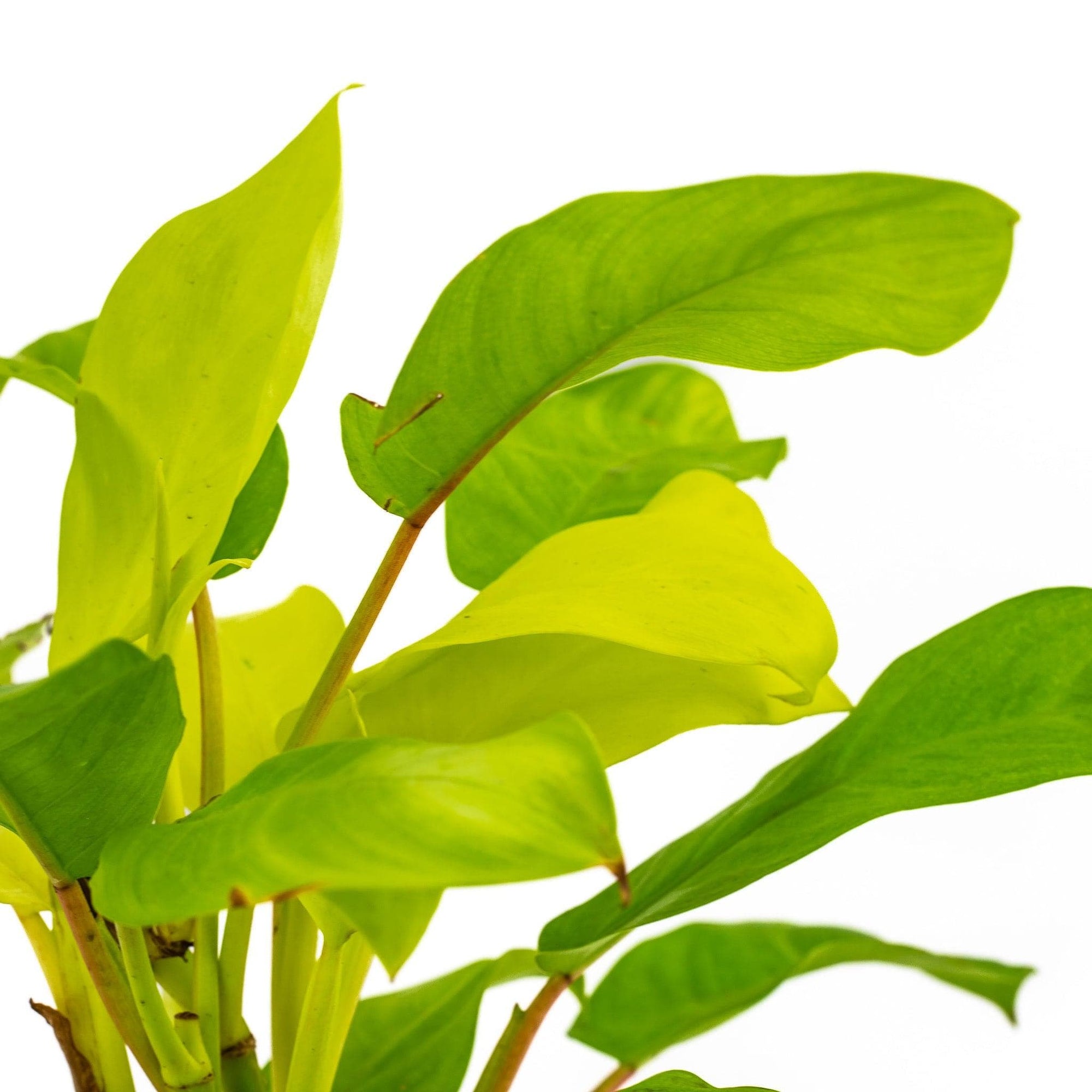 Lemon Lime Philodendron - Green Fresh Florals + Plants