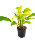 Lemon Lime Philodendron - Green Fresh Florals + Plants