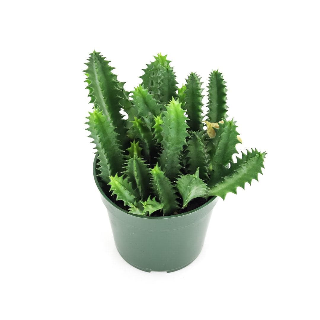 Lifesaver Cactus Green Fresh Florals + Plants